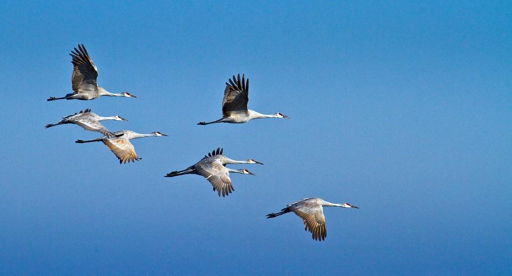 Сон журавлей