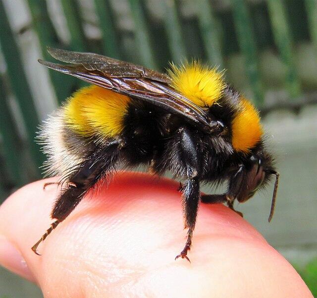 КРЫЛЬЯ  ПОДСУШИЛ  И  УЛЕТЕЛ