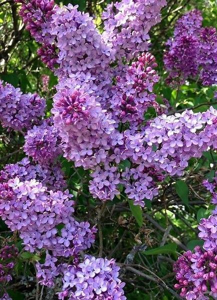 Есть человек один.