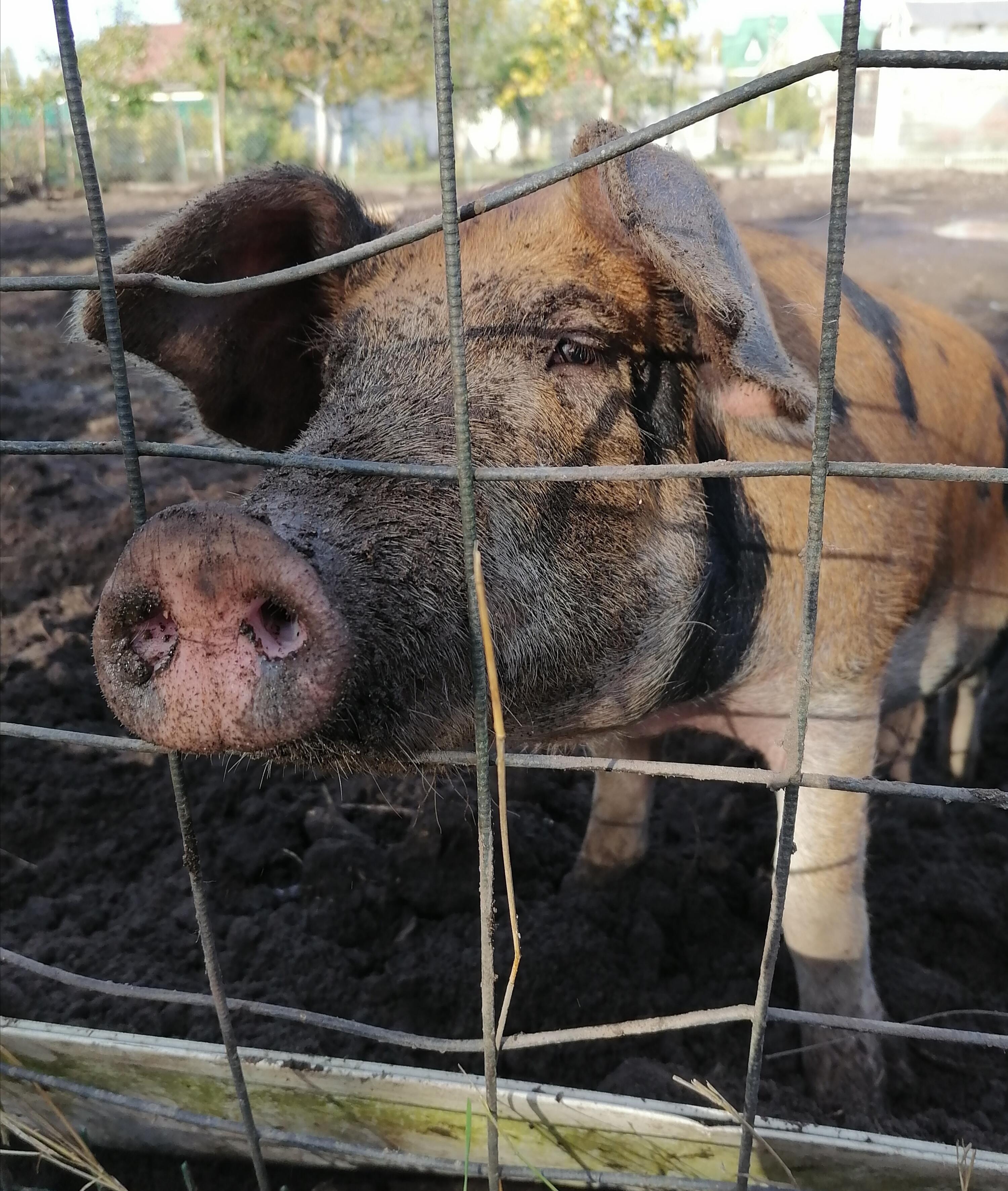 Я тоже минус хрю-хрю...