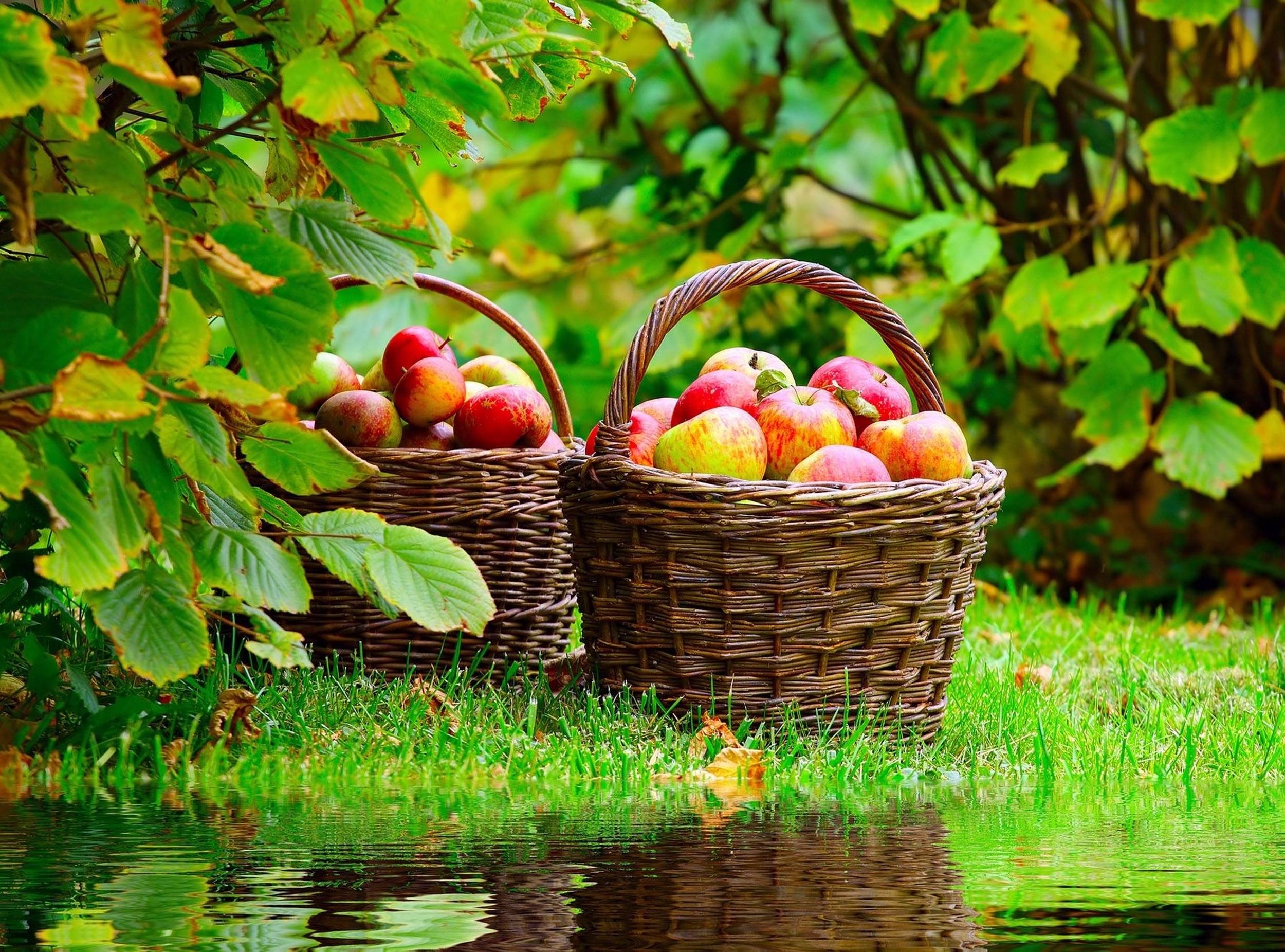 Время 19 августа. Август природа. Корзины с яблоками. Яблочный спас. Август природа Яблоневый сад.
