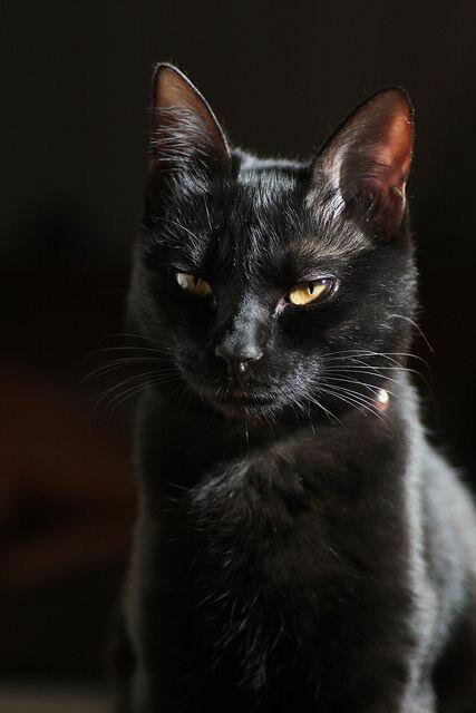 Моему коту Кисюне