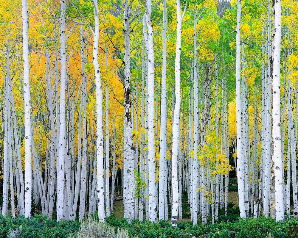ДЛЯ ОСЕНИ БЛОНДИНКИ ЦВЕТ МЕНЯЮТ- (акро)