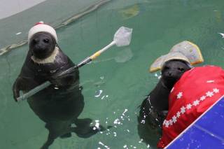 Артисты байкальские нерпы