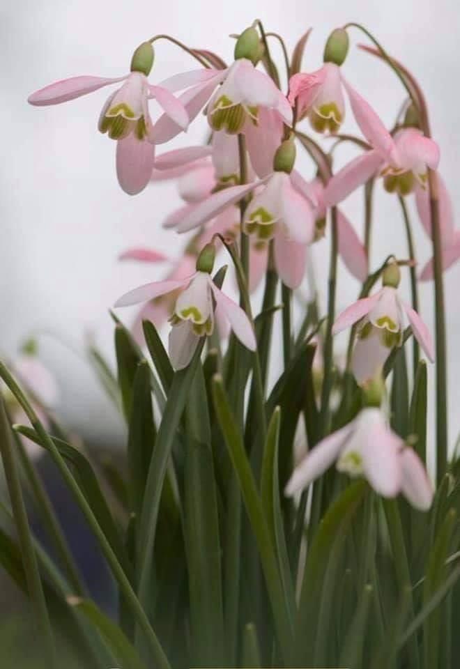 Весна капелями полна...