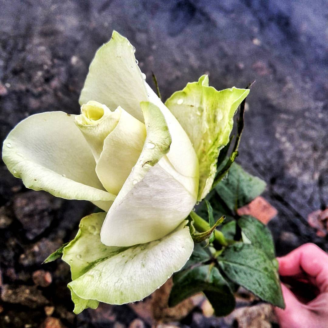 Белая роза. Долгожданная встреча