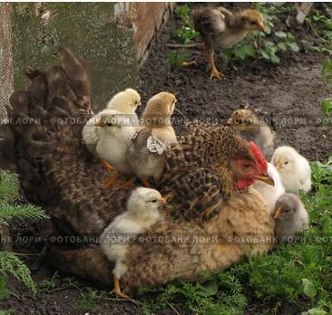 Плачет старуха Настя…