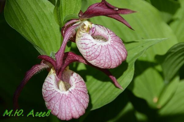 Мелодия мечты в лучах рассвета