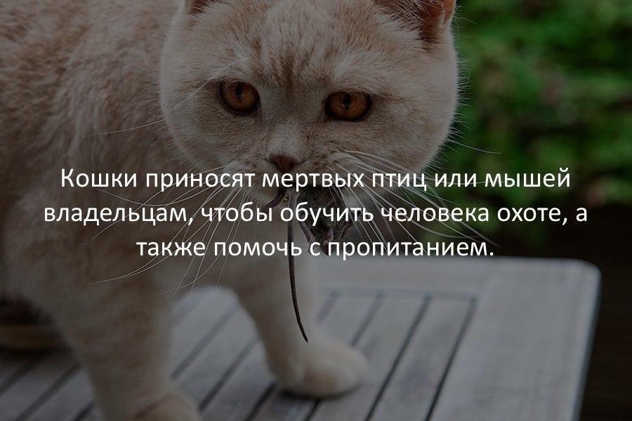 Снабженец Вася (котоматрицы)