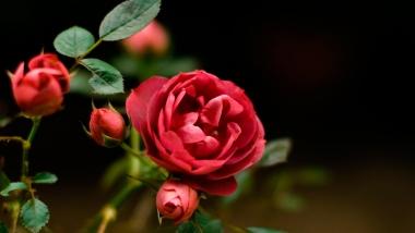 Земная стезя