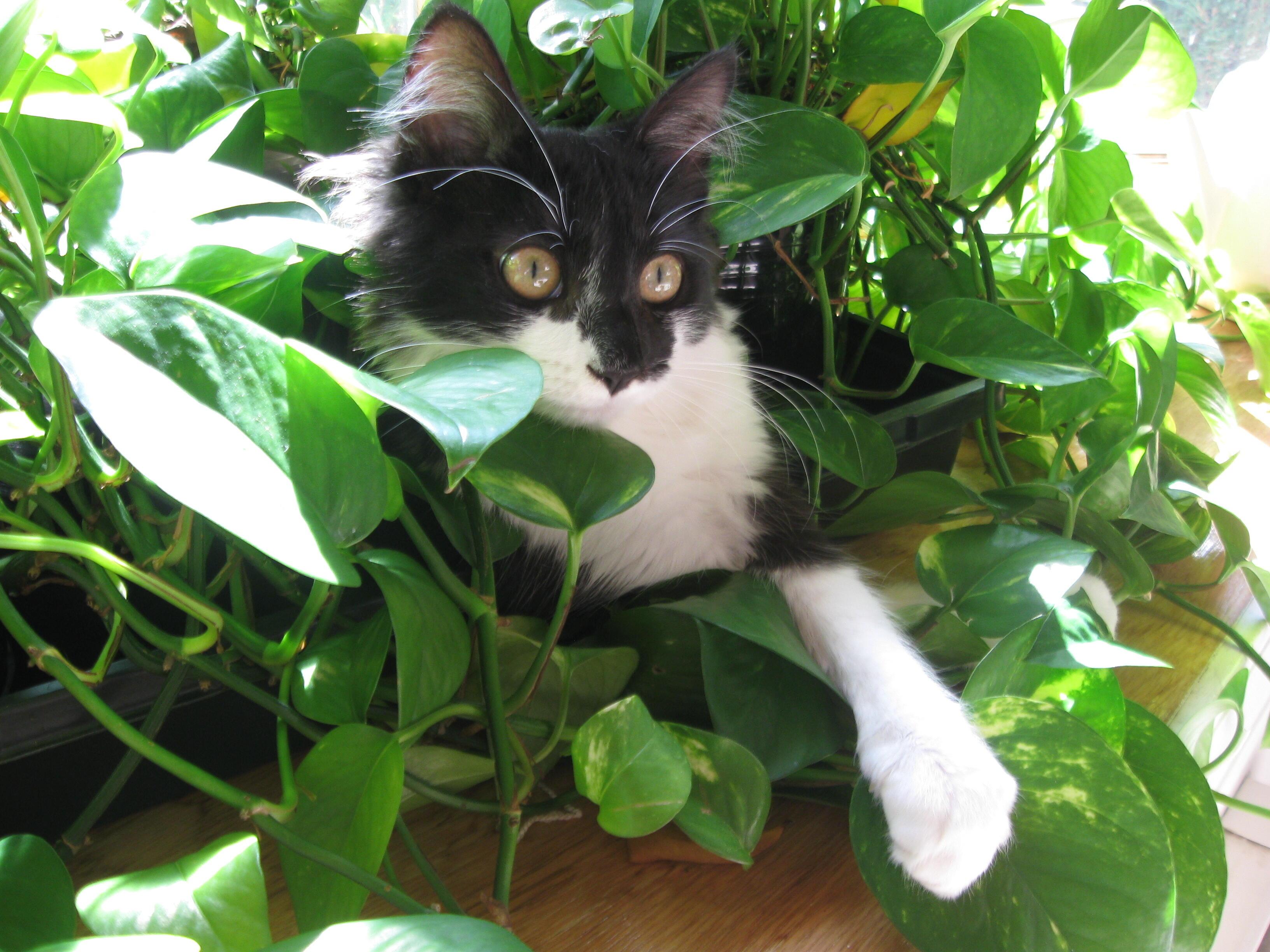 Масяня-царица