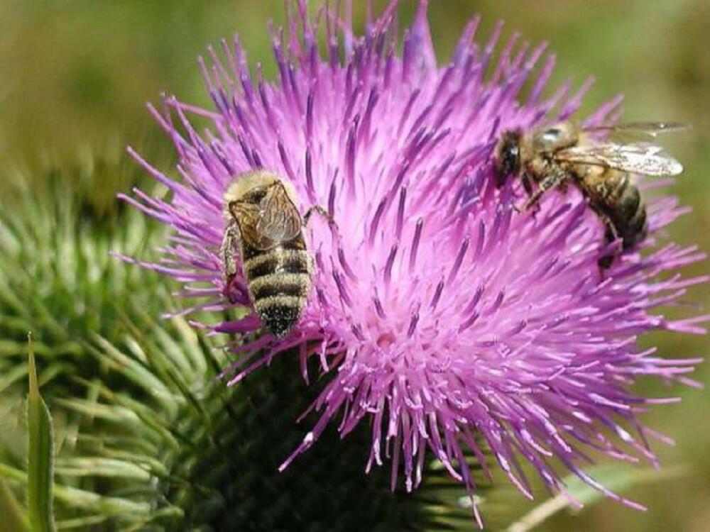 РЕПЕЙ - ЛОПУХ ОБЫКНОВЕННЫЙ