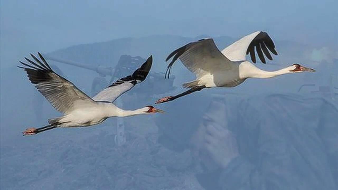 Два журавля( ко всемирному дню журавля)