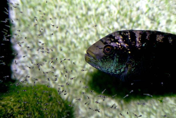 Мальки-малявки