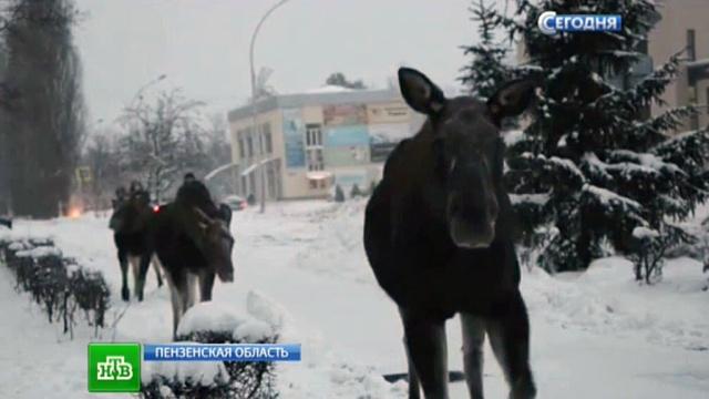 По городу гуляют лоси