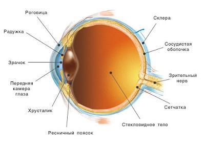 Строение глаза