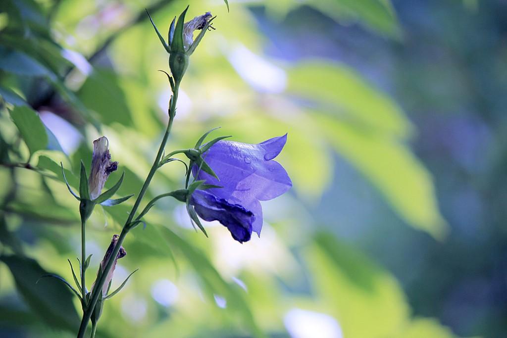 The Princess in my heart Принцесса сердца моего,-перевод стиха Омара Сиксто