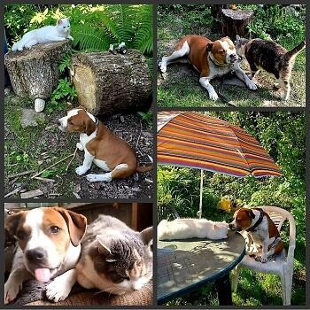 Дружат пусть все псы и коши! /диалог/