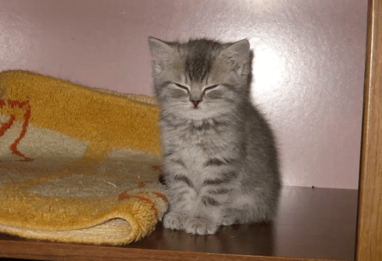 Маленький котёнок