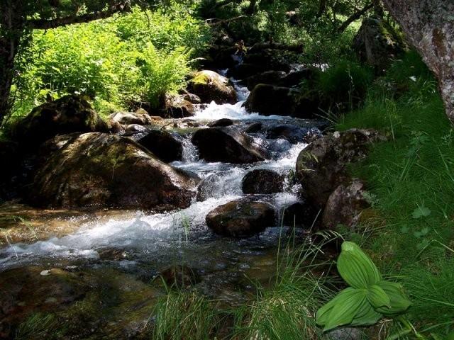 Давай польемся ручейком