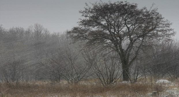 Мечется снежная буря