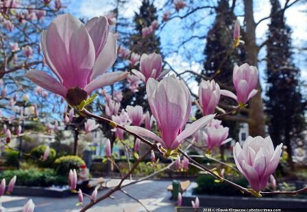 В Крыму опять магнолии цветут