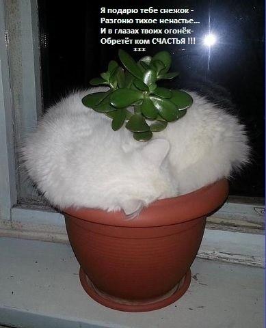 Я подарю тебе снежок...