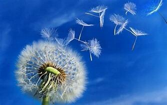 Одуванчиковый дождь