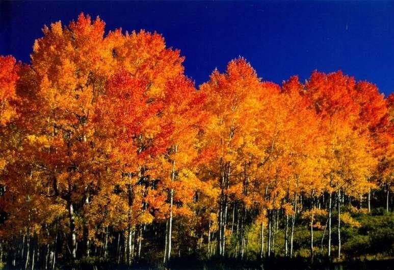 Осенний багрянец