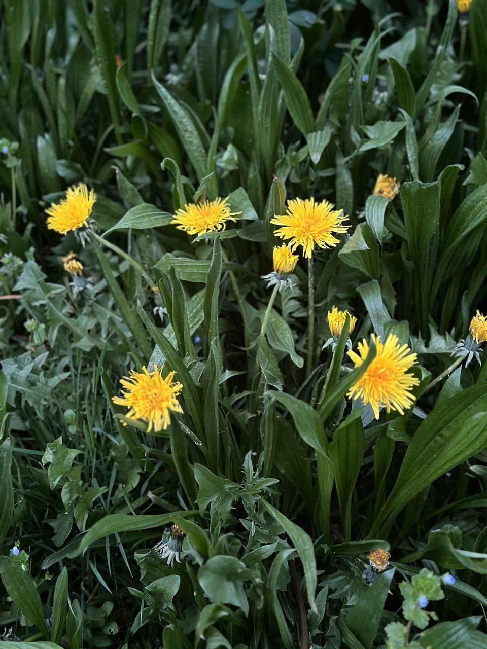 Очки (Маня 32)