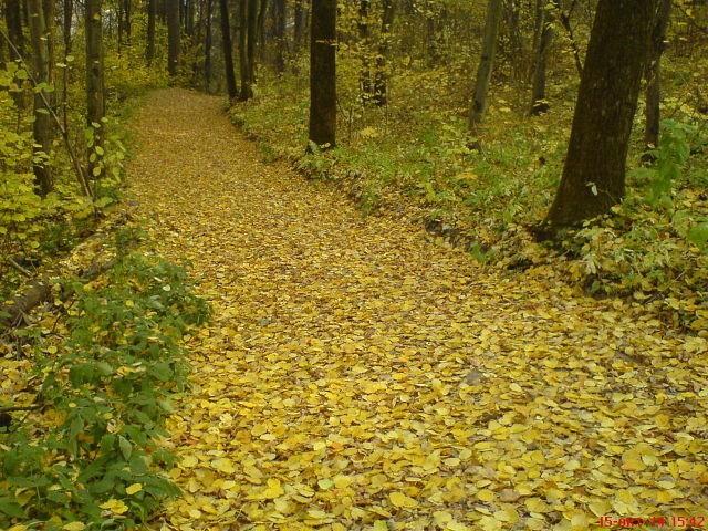 Я - исконный упрямый прохожий...