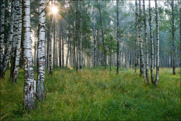 Край, овеянный утренней свежестью