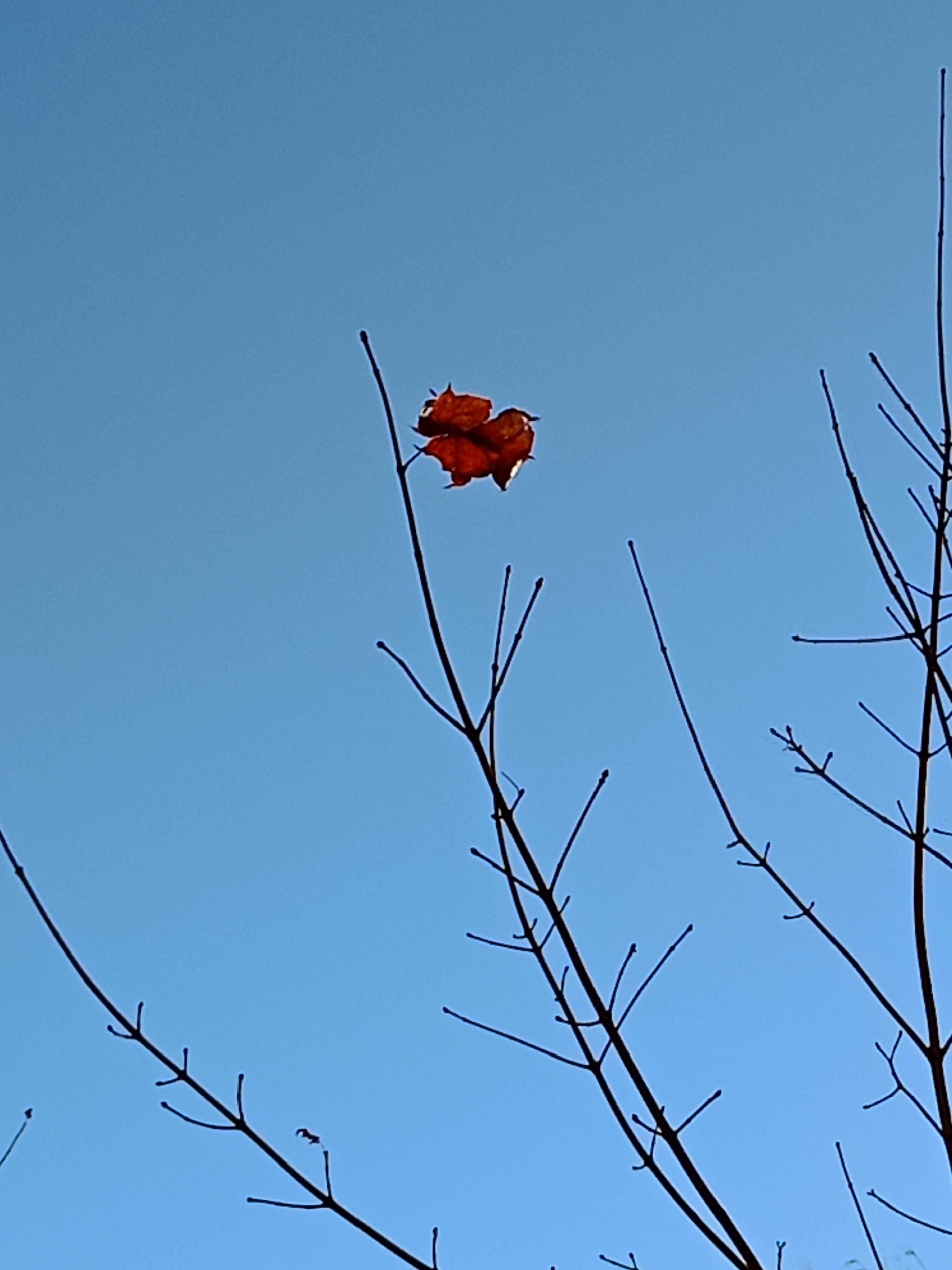 Лист Осенний 