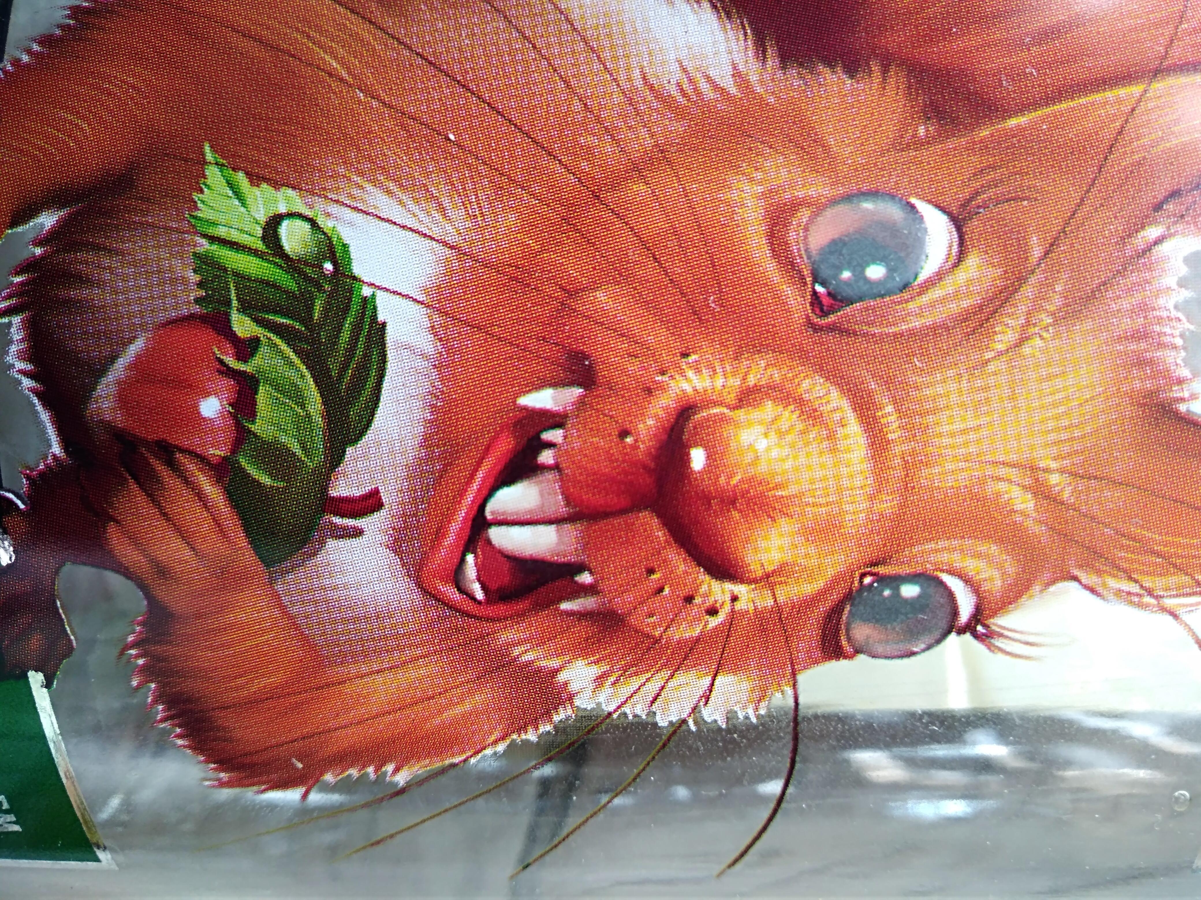 Белочка, не злись... 