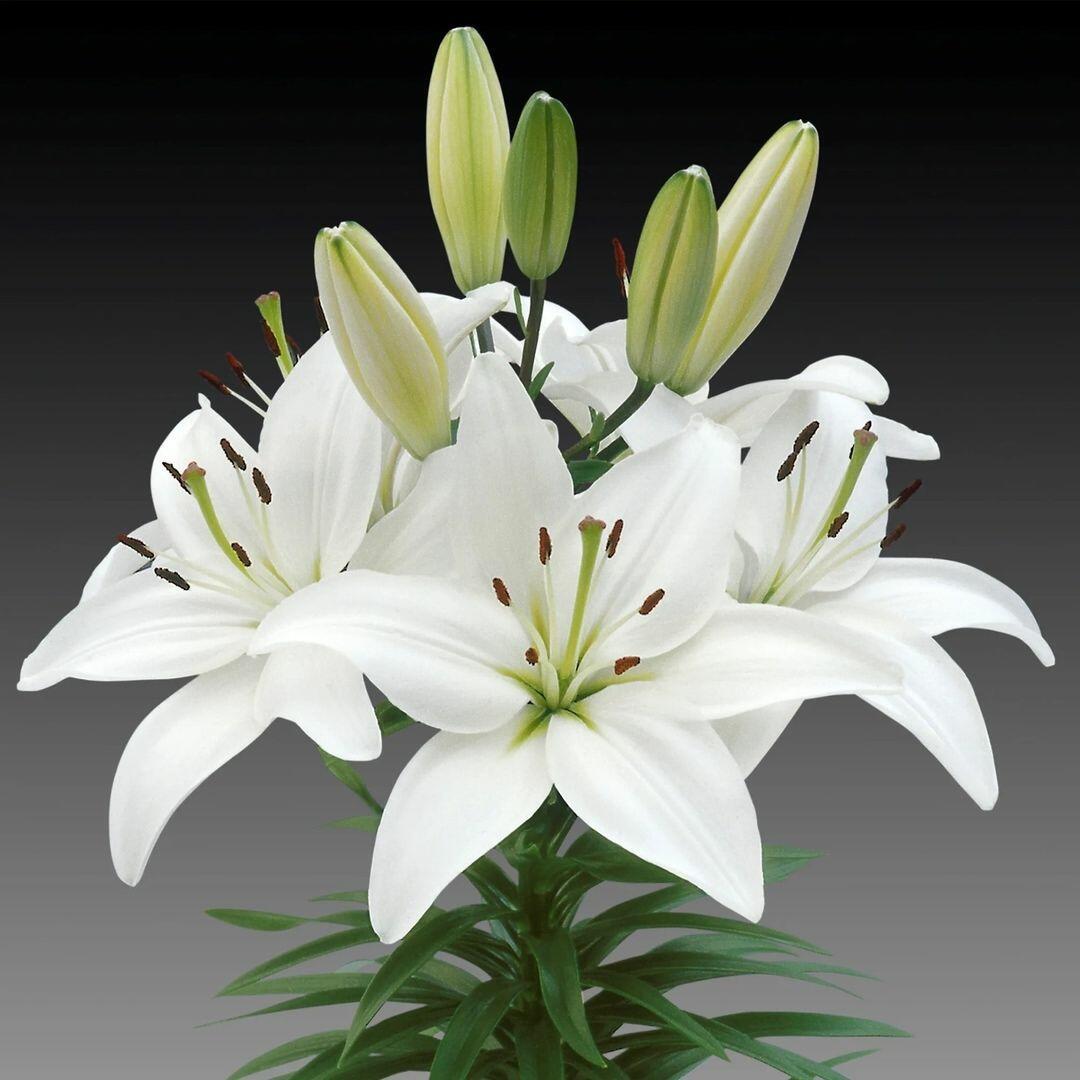 Лилия Lilium Asiatic White 1 12/14