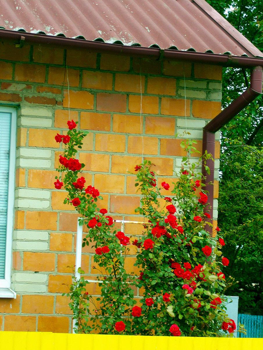 Читая про Таис, святой 