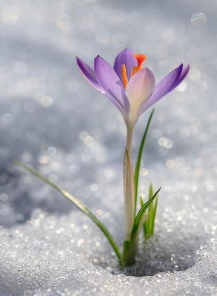 Чудесная весна...