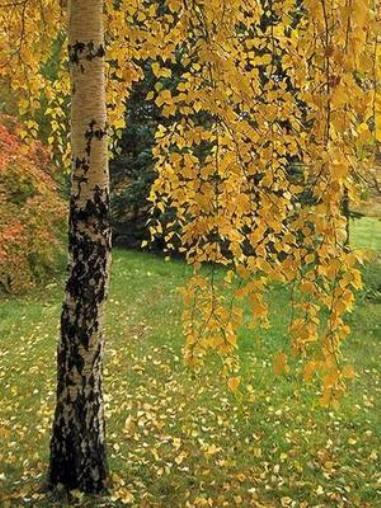 ЗАКОНЧИЛОСЬ ЛЕТО!