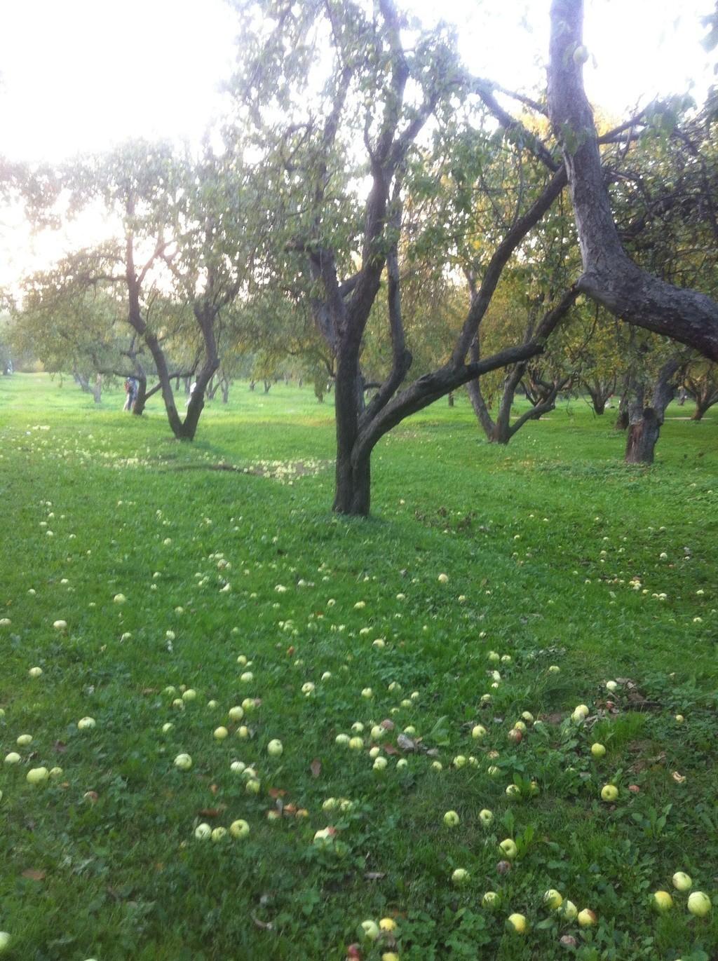 Воспоминаний картина