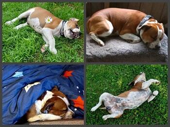 Миракл котейкам не уступит... /коротыш/