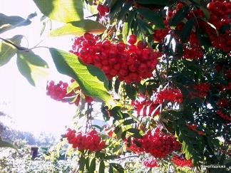 Рябинку вырастить на пепелище...