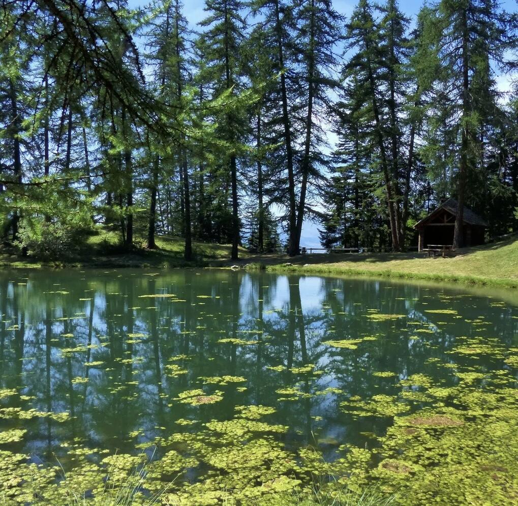 Лесное озеро