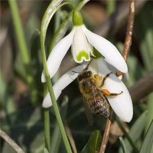 Пчёлка нежно целует подснежник