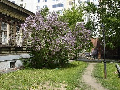 Куст сирени