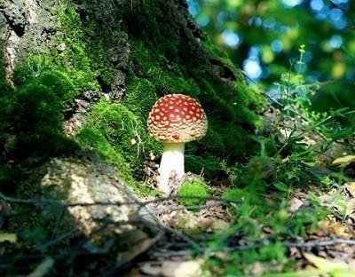 Мухомор