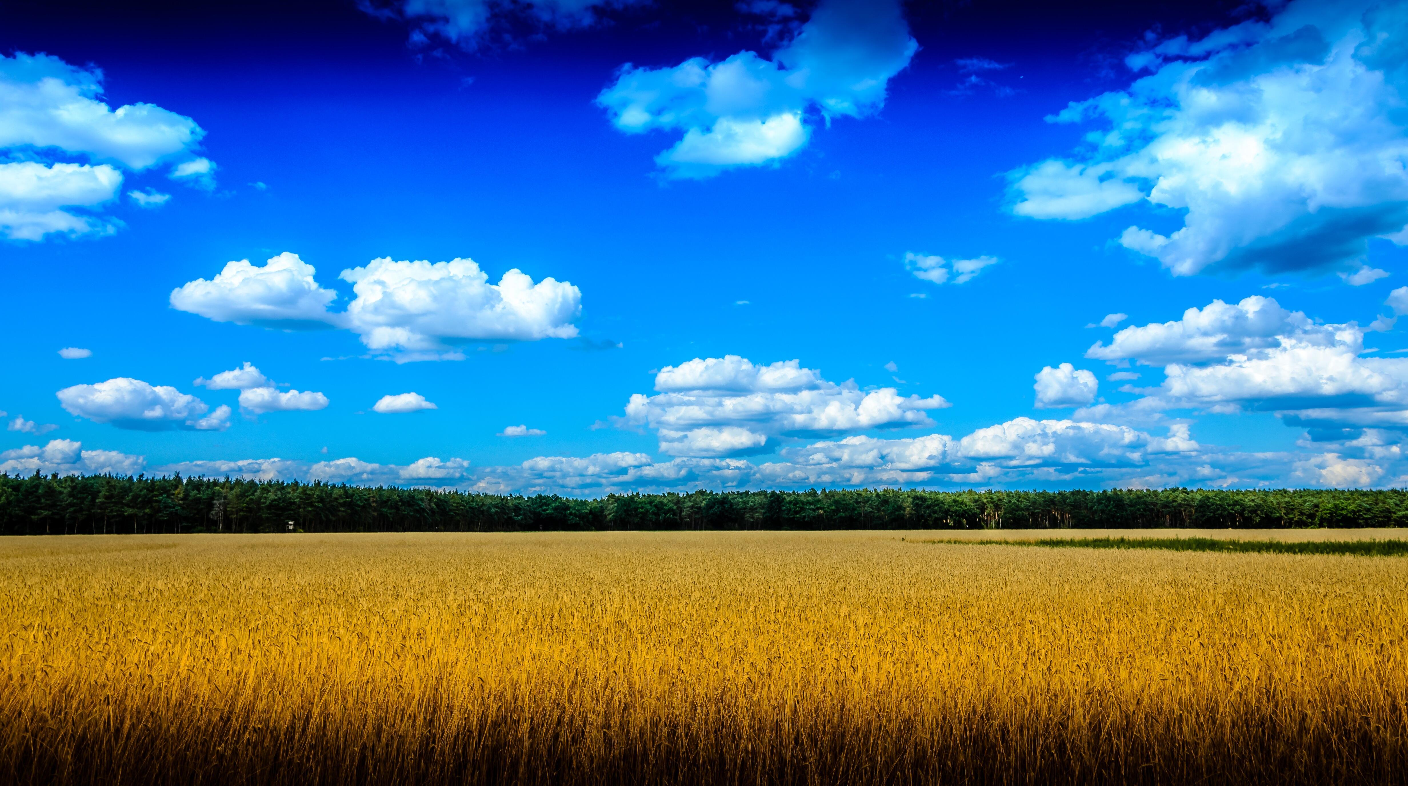 Песню небо голубое поле. Поле и небо. Природа поле. Фон поле. Поле пшеницы.