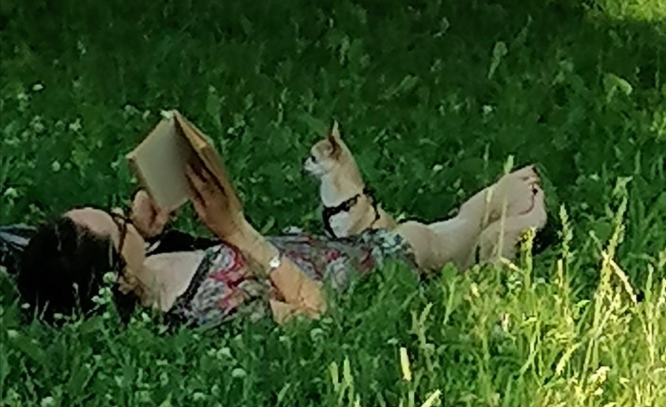 Дама с собачкой 