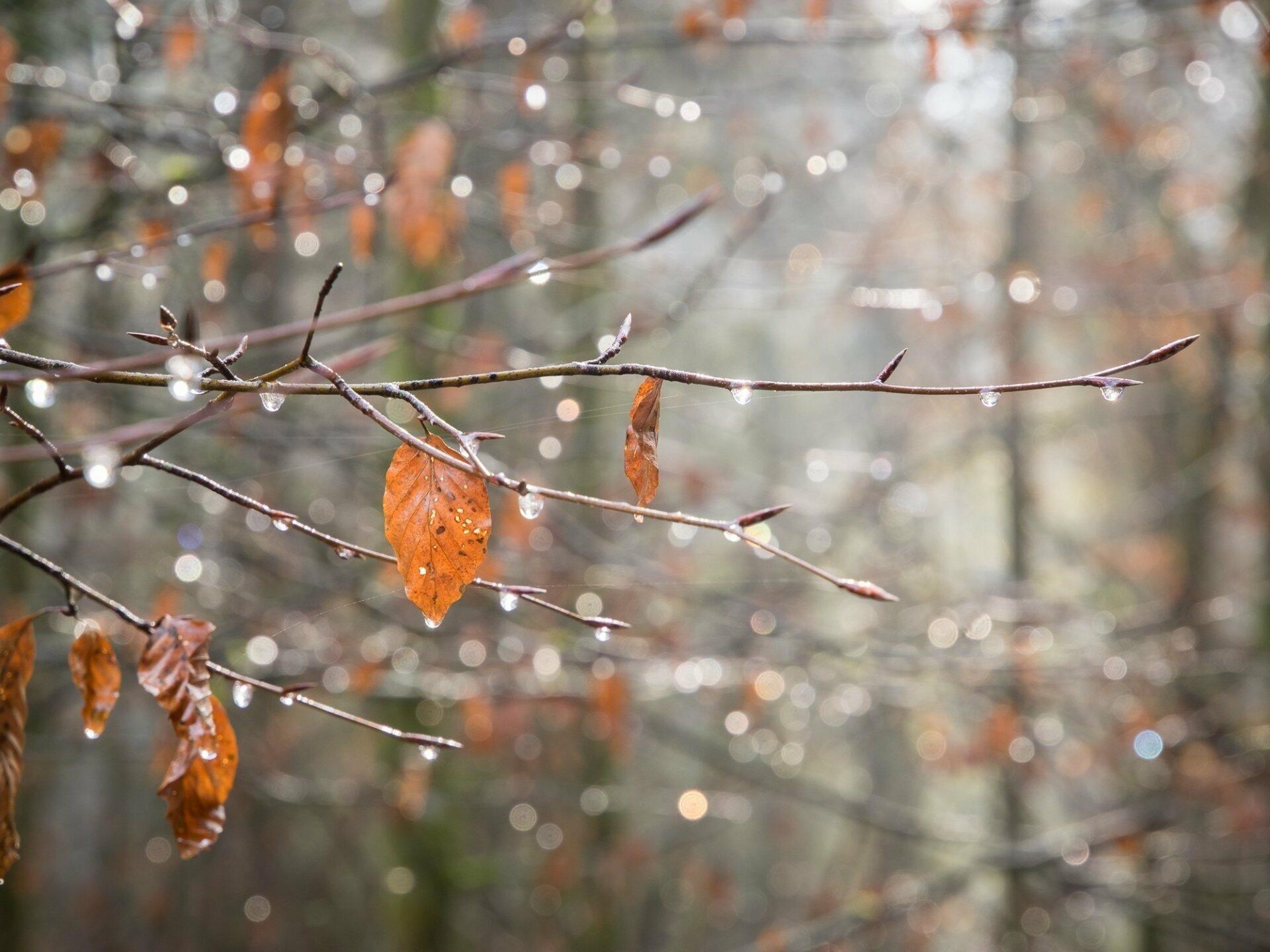 Мороси вкус