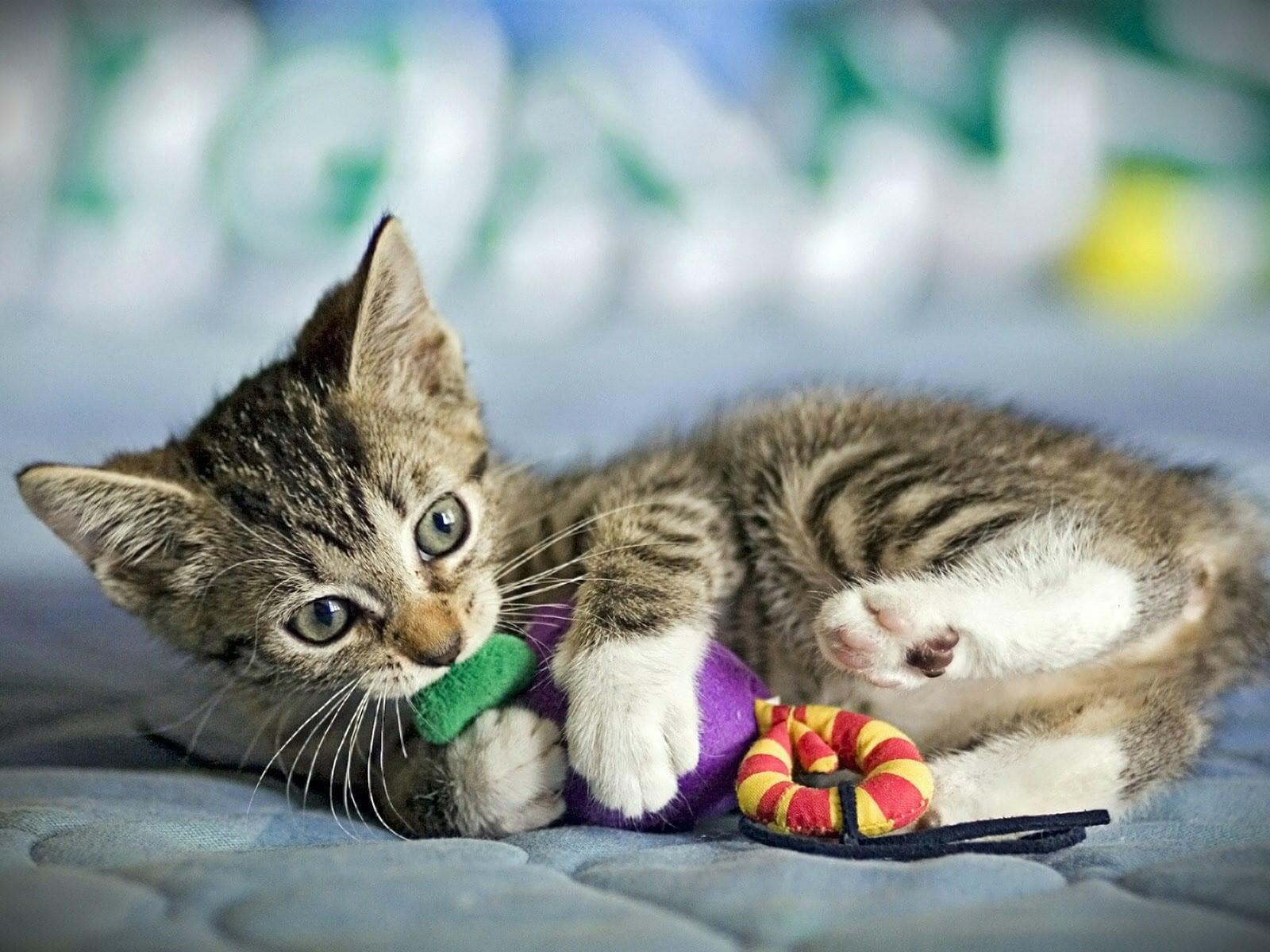 «Лит-ра» 26: «Но».