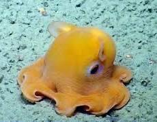 ОСЬМИНОГ ДАМБО.